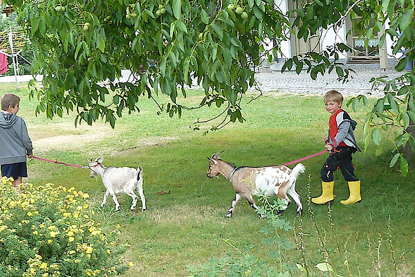 Ziegen auf dem Bauernhof
